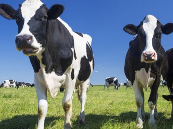 close up of cows in field